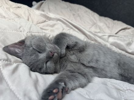 Britischkurzhaar kittie