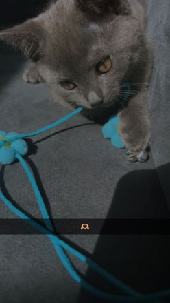 Britischkurzhaar kittie