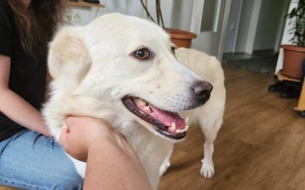 Fanny - liebe, sanfte Hündin sucht Zuhause