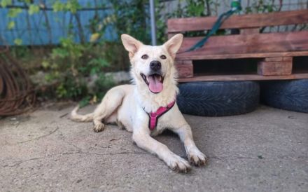 Fanny - liebe, sanfte Hündin sucht Zuhause