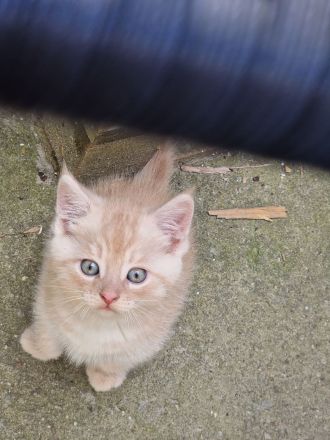 Norwegische Waldkatze Mix