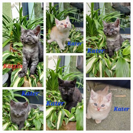 Norwegische Waldkatze Mix