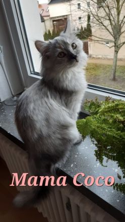 Norwegische Waldkatze Mix