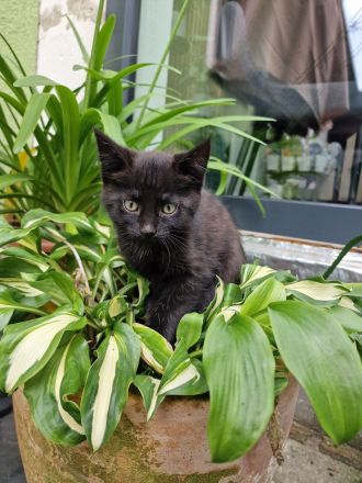Norwegische Waldkatze Mix