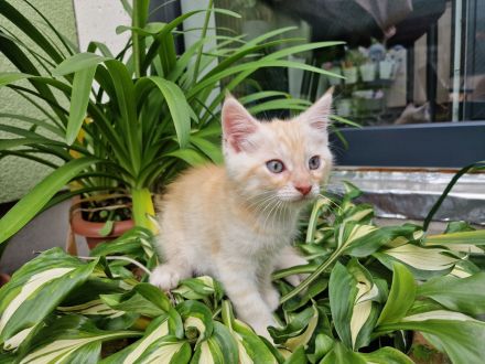 Norwegische Waldkatze Mix