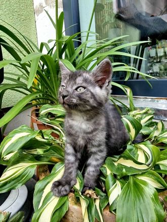 Norwegische Waldkatze Mix