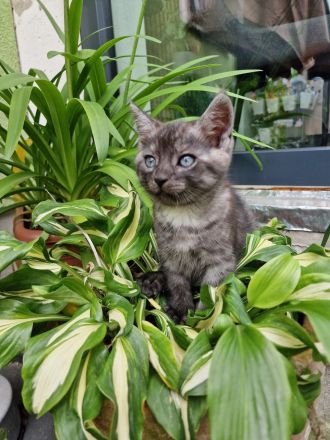 Norwegische Waldkatze Mix