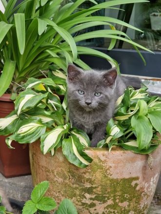 Norwegische Waldkatze Mix