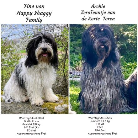 Schapendoes Rüde Archie sucht noch seine Familie