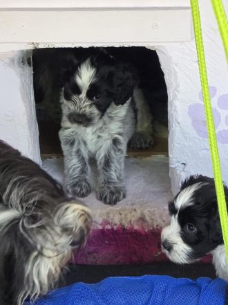 Schapendoes Rüde Archie sucht noch seine Familie