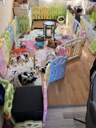 Schapendoes Rüde Archie sucht noch seine Familie