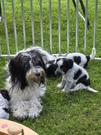 Schapendoes Rüde Archie sucht noch seine Familie