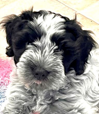 Schapendoes Rüde Archie sucht noch seine Familie