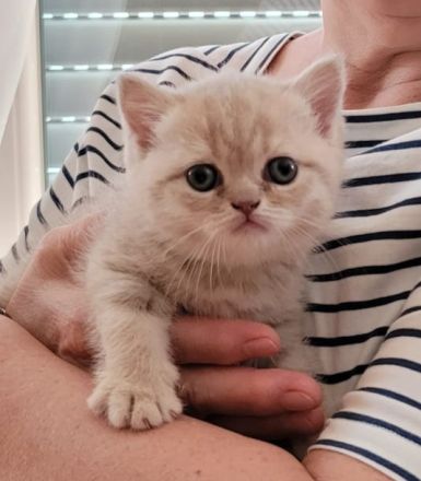 BKH reinrassig + Stammbaum blue black golden shaded Tabby Besuchertermine ab sofort ! Abgabe Okt.