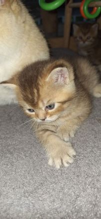 BKH reinrassig + Stammbaum blue black golden shaded Tabby Besuchertermine ab sofort ! Abgabe Okt.