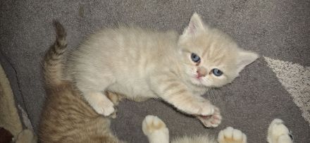 BKH reinrassig + Stammbaum blue black golden shaded Tabby Besuchertermine ab sofort ! Abgabe Okt.