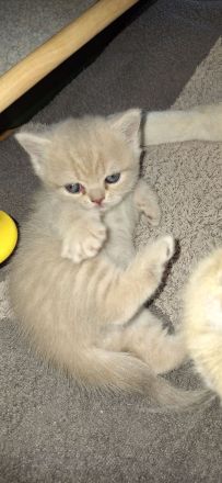 BKH reinrassig + Stammbaum blue black golden shaded Tabby Besuchertermine ab sofort ! Abgabe Okt.