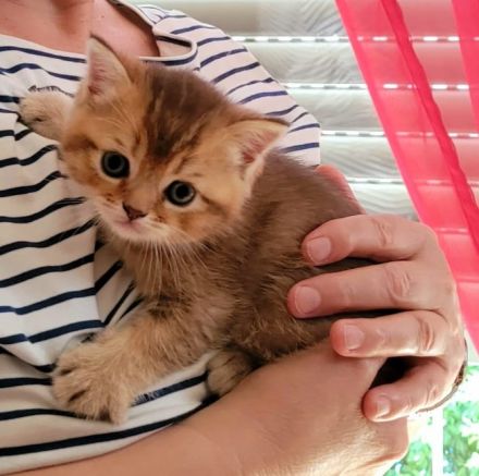 BKH reinrassig + Stammbaum blue black golden shaded Tabby Besuchertermine ab sofort ! Abgabe Okt.