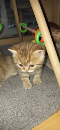 BKH reinrassig + Stammbaum blue black golden shaded Tabby Besuchertermine ab sofort ! Abgabe Okt.