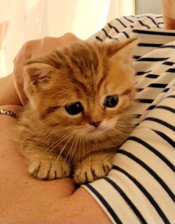 BKH reinrassig + Stammbaum blue black golden shaded Tabby Besuchertermine ab sofort ! Abgabe Okt.