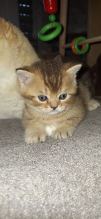 BKH reinrassig + Stammbaum blue black golden shaded Tabby Besuchertermine ab sofort ! Abgabe Okt.