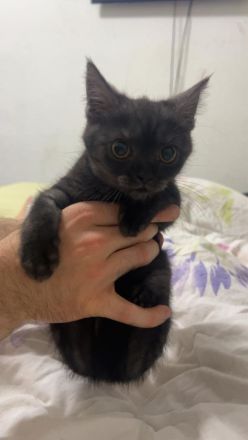 Britisch Kurzhaar Babykater sucht liebevolles Zuhause