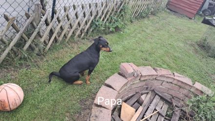 Deutsche Pinscher suchen neue Kuschelpartner