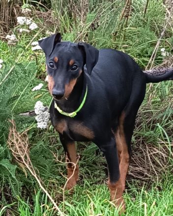 Deutsche Pinscher suchen neue Kuschelpartner