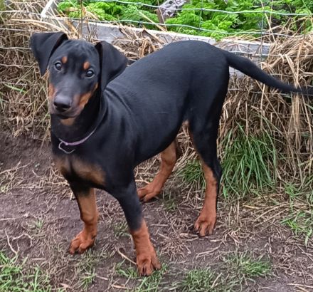 Deutsche Pinscher suchen neue Kuschelpartner