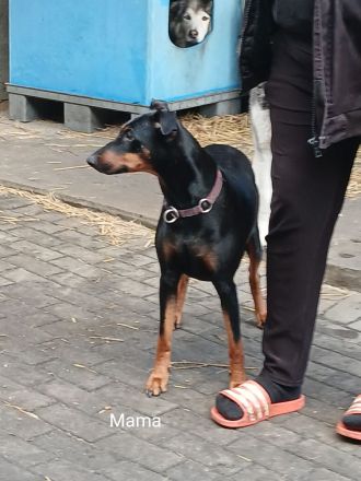 Deutsche Pinscher suchen neue Kuschelpartner