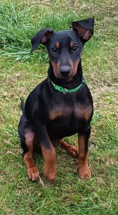 Deutsche Pinscher suchen neue Kuschelpartner