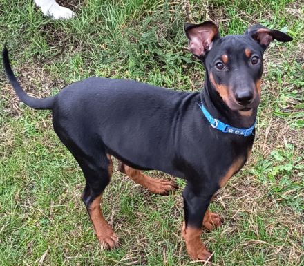 Deutsche Pinscher suchen neue Kuschelpartner