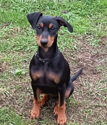 Deutsche Pinscher suchen neue Kuschelpartner