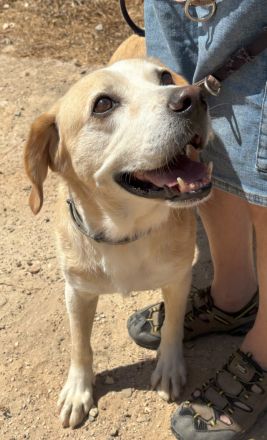 Familienhund Yuno sucht ein Zuhause!