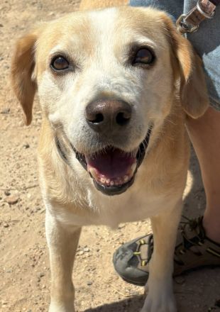 Familienhund Yuno sucht ein Zuhause!