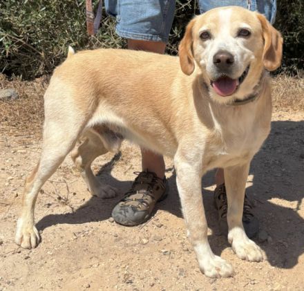 Familienhund Yuno sucht ein Zuhause!