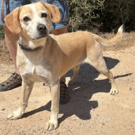 Familienhund Yuno sucht ein Zuhause!