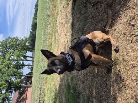 Belgischer Schäferhund x Australien Shepherd Mischlinge