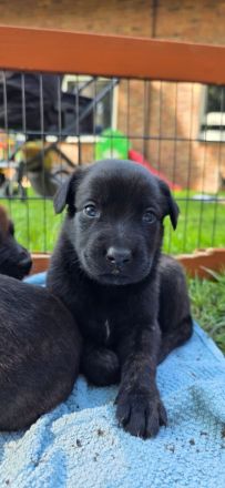 Belgischer Schäferhund x Australien Shepherd Mischlinge