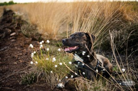 Belgischer Schäferhund x Australien Shepherd Mischlinge