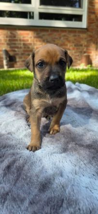 Belgischer Schäferhund x Australien Shepherd Mischlinge