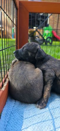 Belgischer Schäferhund x Australien Shepherd Mischlinge
