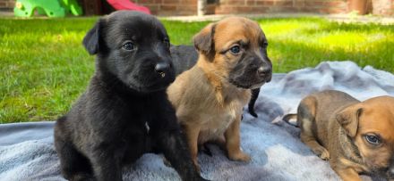 Belgischer Schäferhund x Australien Shepherd Mischlinge