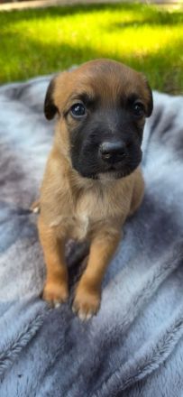 Belgischer Schäferhund x Australien Shepherd Mischlinge