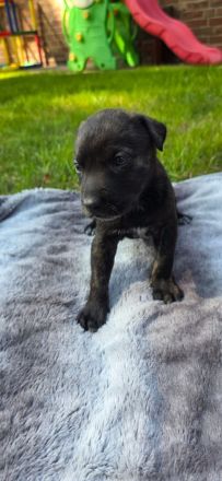 Belgischer Schäferhund x Australien Shepherd Mischlinge