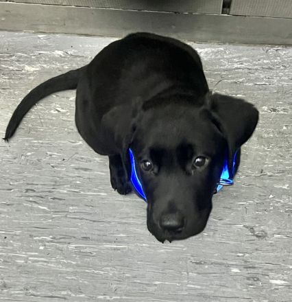 9 Wochen - Labrador Schwarz (Abholbereit)