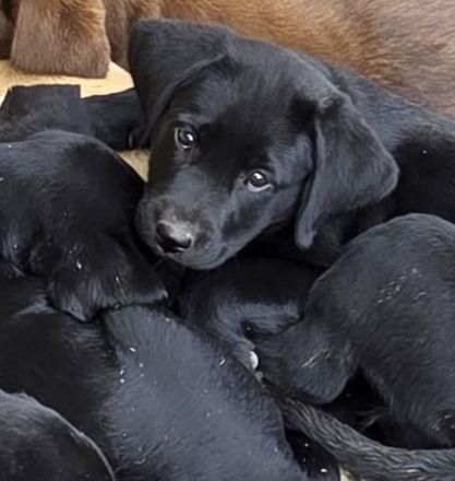 9 Wochen - Labrador Schwarz (Abholbereit)