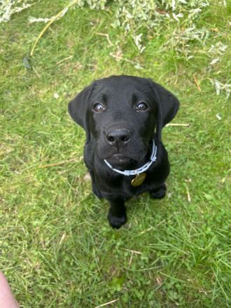 9 Wochen - Labrador Schwarz (Abholbereit)