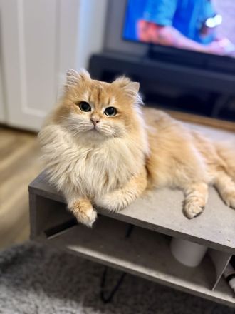 Deckkater mit dem Stammbaum