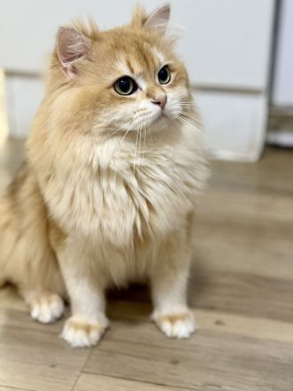 Deckkater mit dem Stammbaum